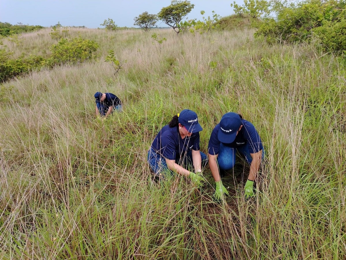 naturgy reforestacion min