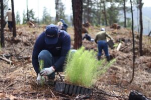 Naturgy desarrollo una jornada de reforestacion
