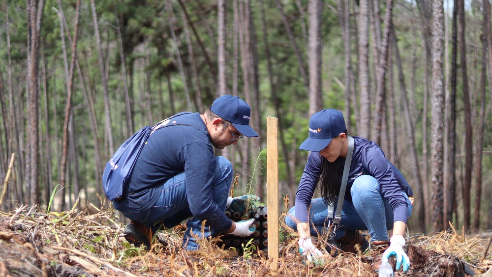 Naturgy realiza jornada de reforestación en la Reserva Forestal La Yeguada 1 jornada de reforestacion en la Reserva Forestal La Yeguada